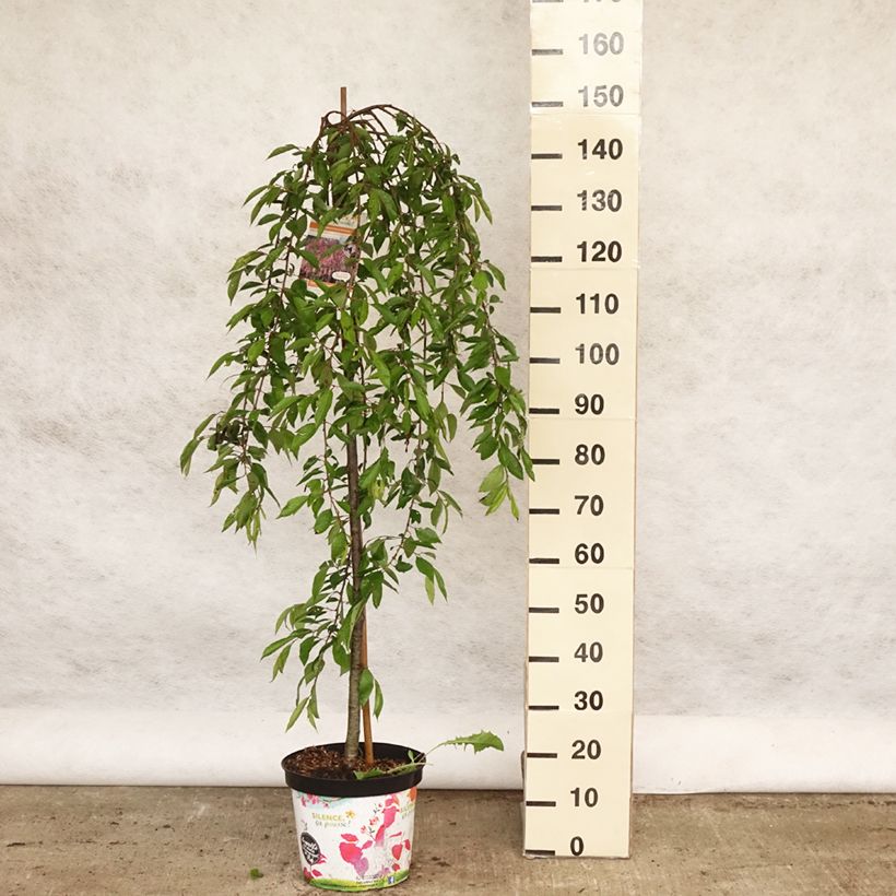 Spécimen de Cerisier à fleurs - Prunus subhirtella Pendula Rubra Pot de 7,5L/10L, Tige, Tige de 130 cm tel que livré au printemps