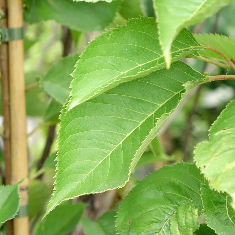 Cerisier à fleurs - Prunus yedoensis  (Feuillage)