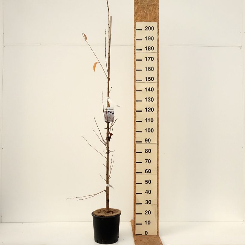 Spécimen de Cerisier à fleurs - Prunus yedoensis  Pot de 12L/15L tel que livré en automne