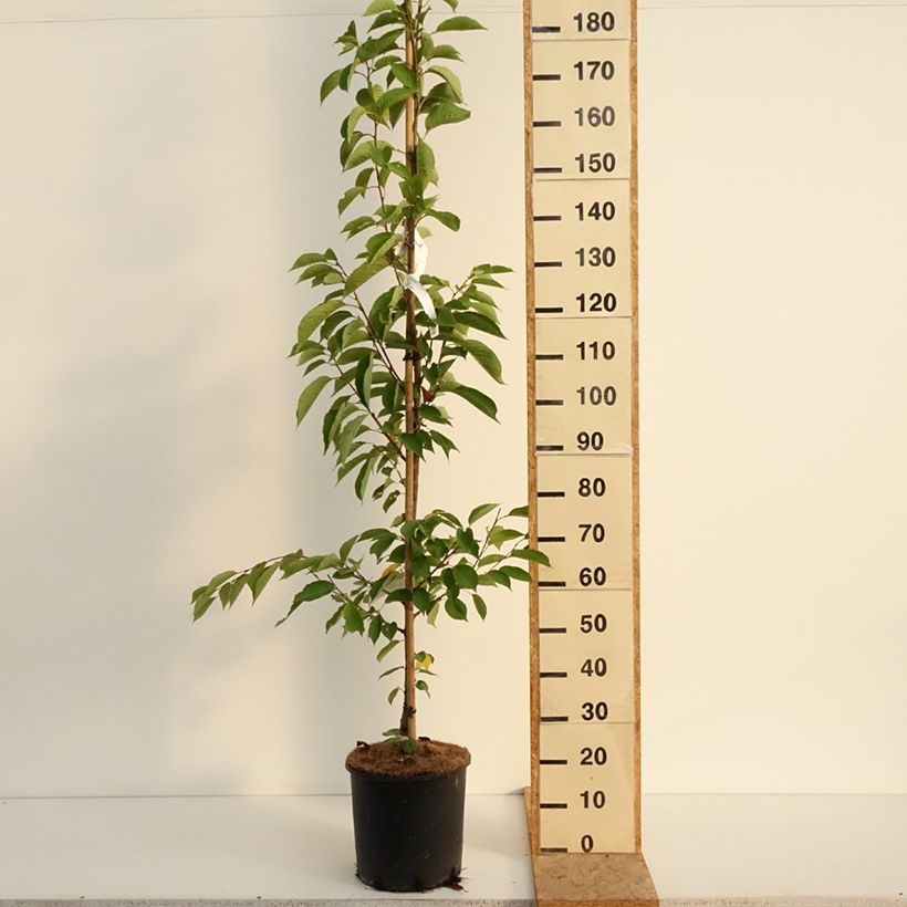 Spécimen de Cerisier à fleurs - Prunus yedoensis  Pot de 12L/15L tel que livré en été