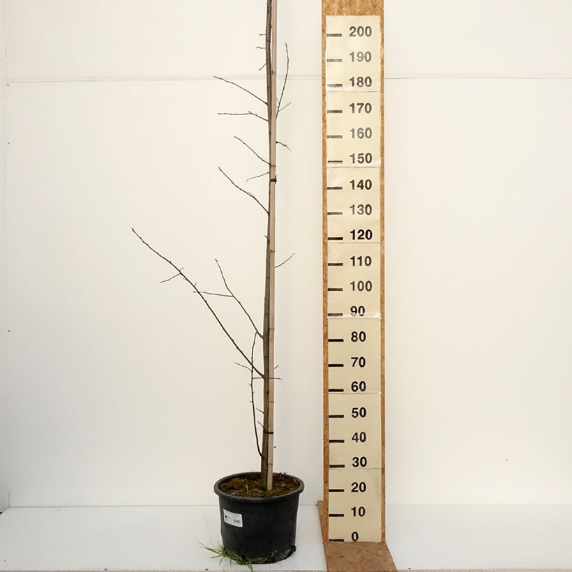 Spécimen de Cerisier à grappes de Virginie - Prunus virginiana Canada Red Pot de 20L/25L tel que livré en automne