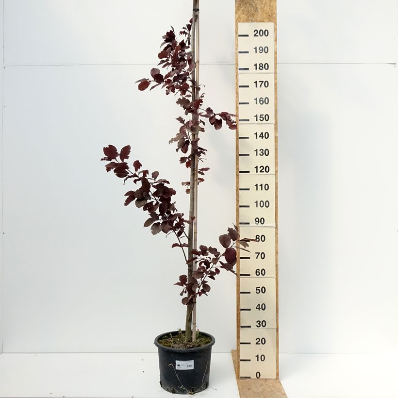 Spécimen de Cerisier à grappes de Virginie - Prunus virginiana Canada Red Pot de 20L/25L tel que livré en été