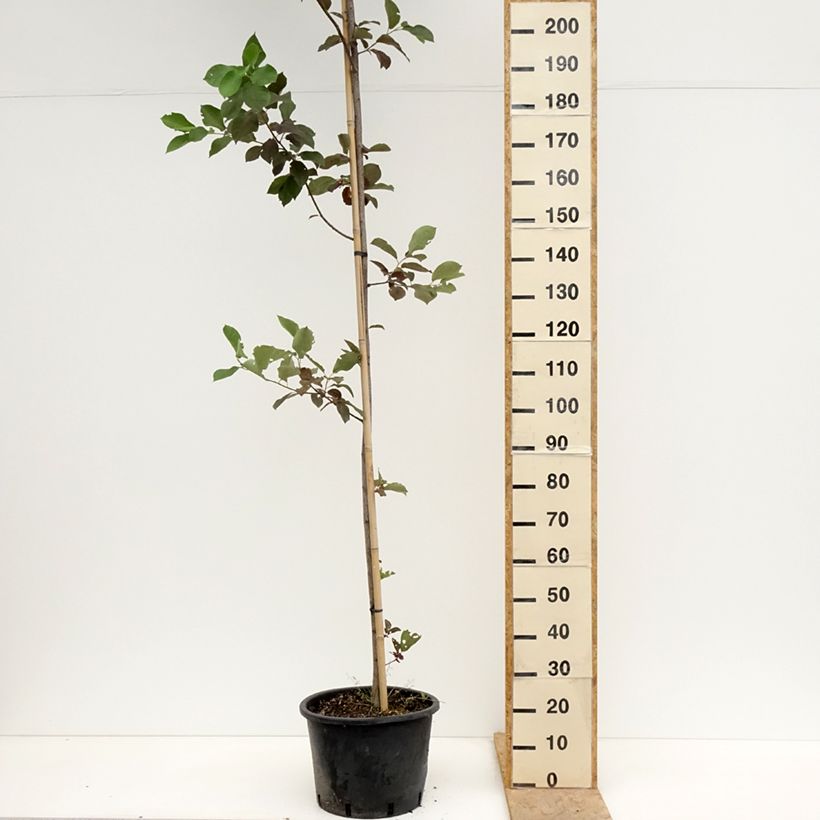 Spécimen de Cerisier à grappes de Virginie - Prunus virginiana Canada Red Pot de 20L/25L tel que livré au printemps