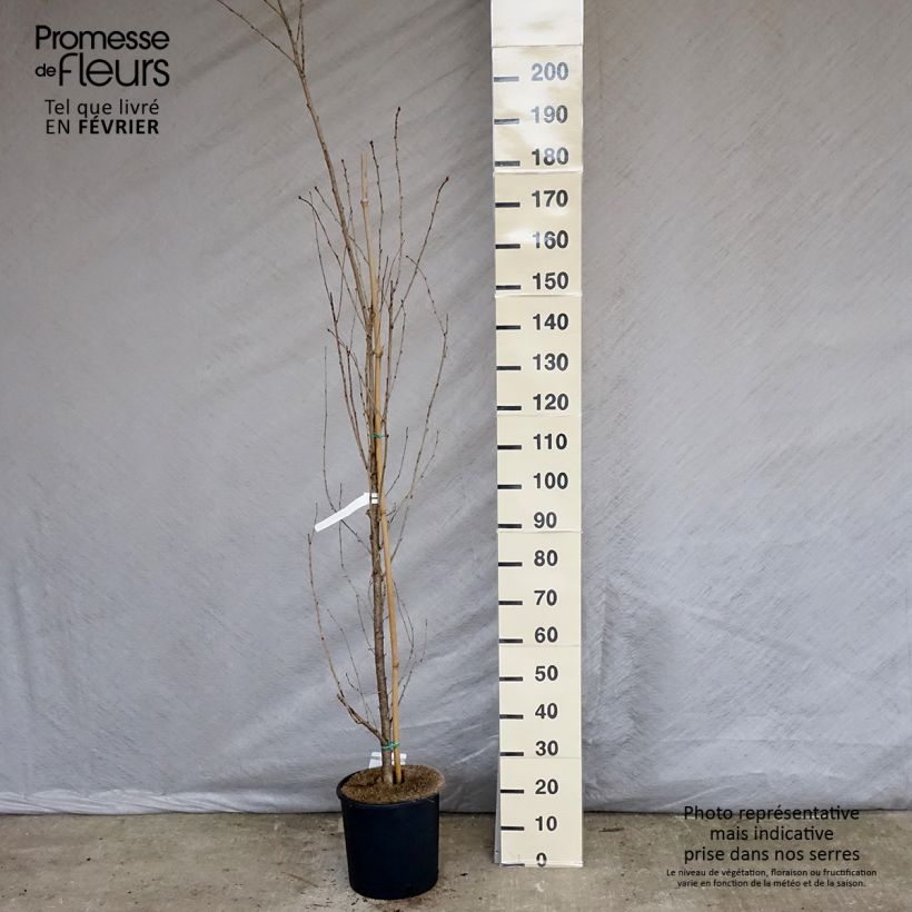 Spécimen de Cerisier à grappes - Prunus serrulata Sunset Boulevard Pot de 12L/15L tel que livré en hiver