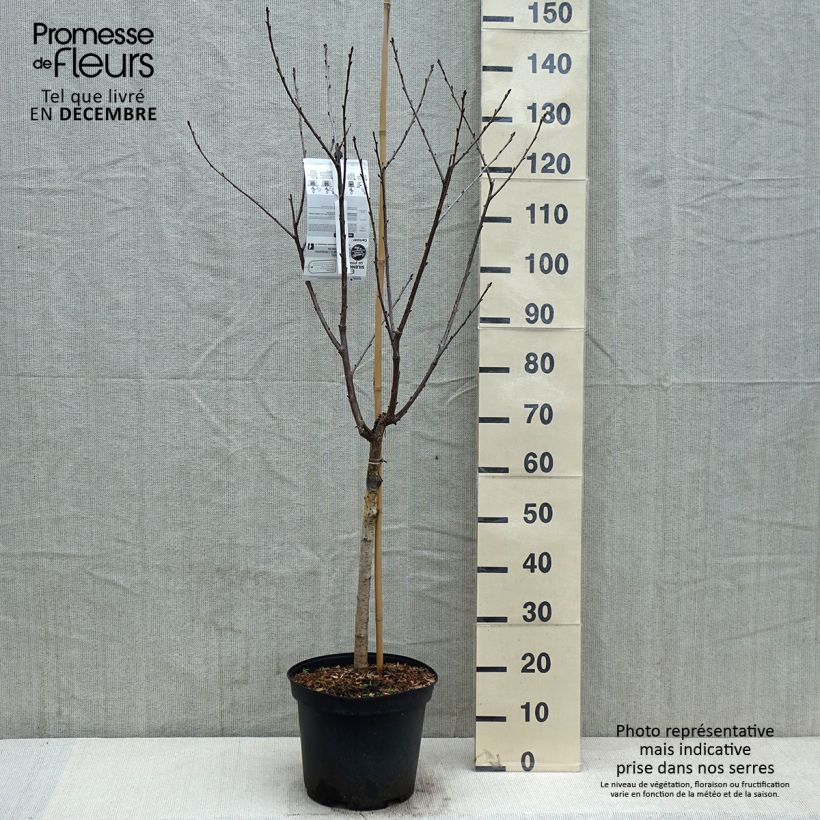 Spécimen de Cerisier Anglaise Hâtive - Prunus cerasus Pot de 7,5L/10L, Gobelet tel que livré en automne
