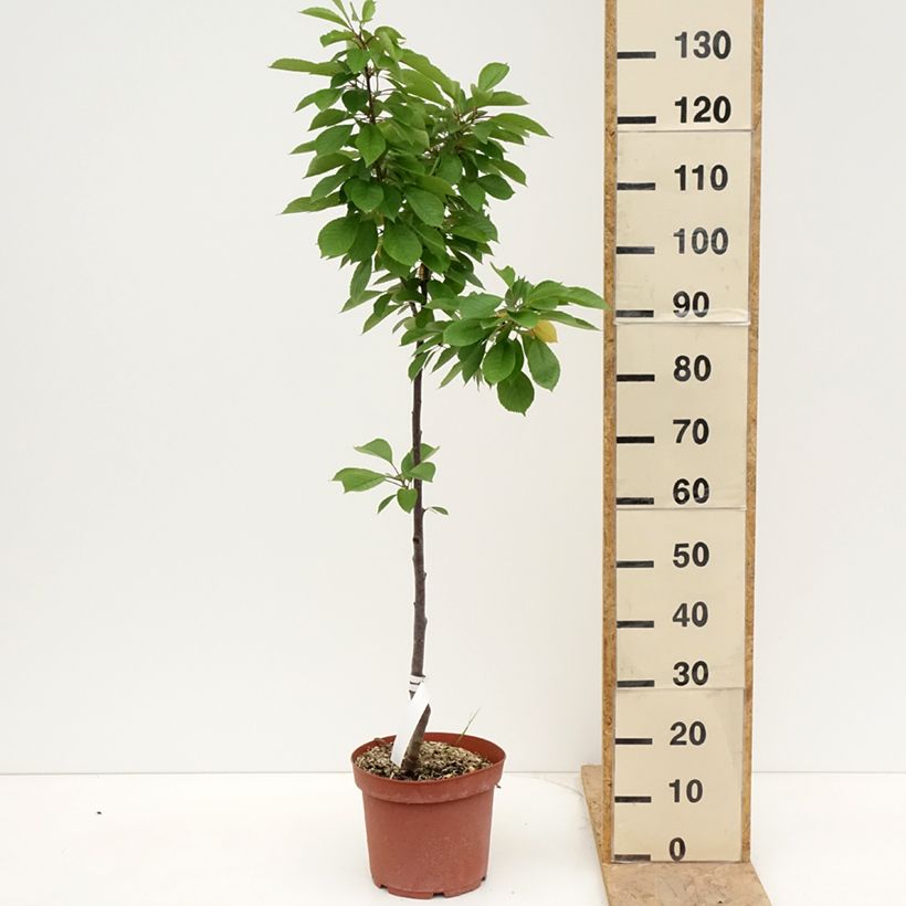 Amareno Anglaise Hâtive Vaso da 7,5L/10L, Astone esemplare consegnato in primavera