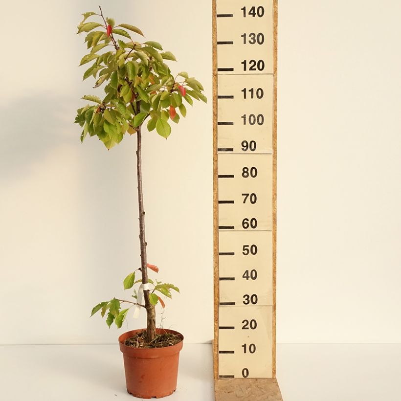 Spécimen de Cerisier Anglaise Hâtive - Prunus cerasus Pot de 7,5L/10L, Scion tel que livré en été
