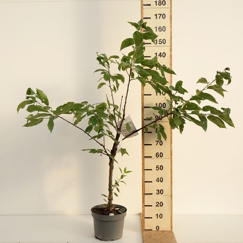 Spécimen de Cerisier Belle Magnifique - Georges Delbard Pot de 7,5L/10L, Gobelet tel que livré en été