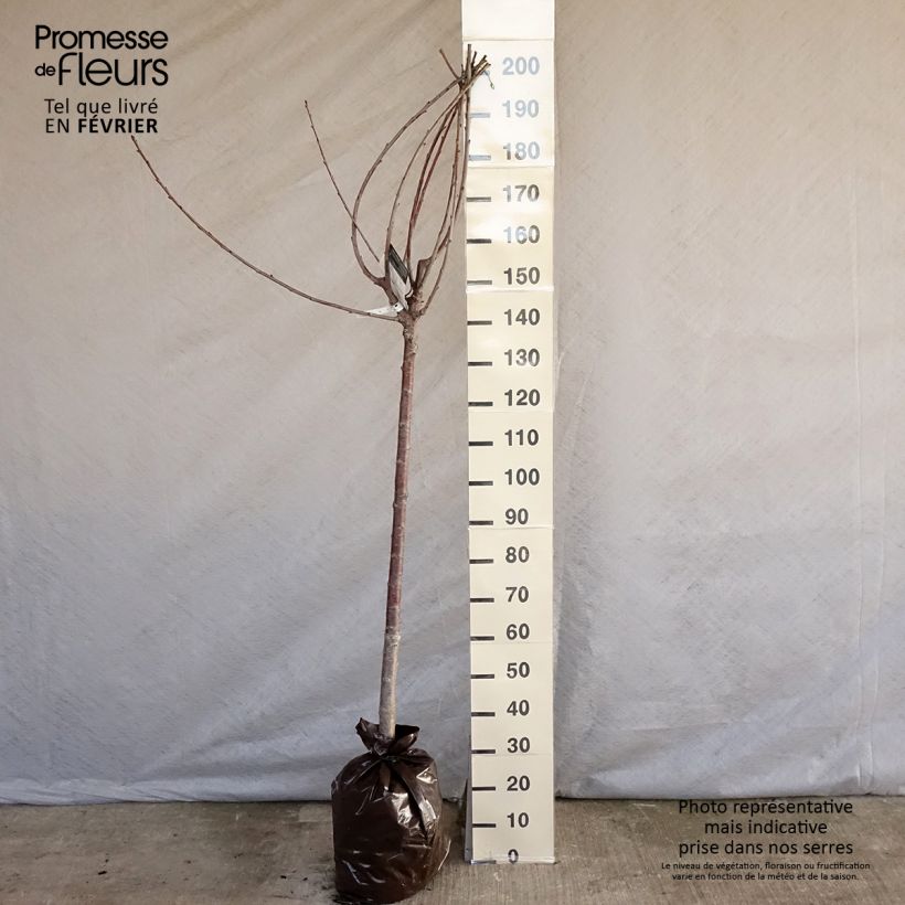 Spécimen de Cerisier bigarreau Bigalise - Georges Delbard Motte "Prêt-à-planter", Demi-Tige tel que livré en hiver