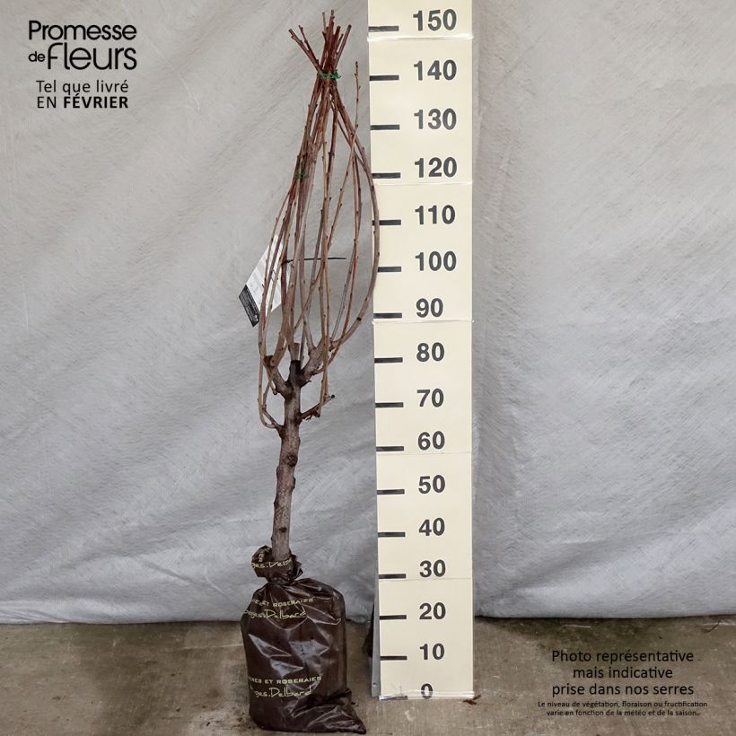 Spécimen de Cerisier bigarreau Bigalise - Georges Delbard Motte "Prêt-à-planter", Gobelet tel que livré en hiver