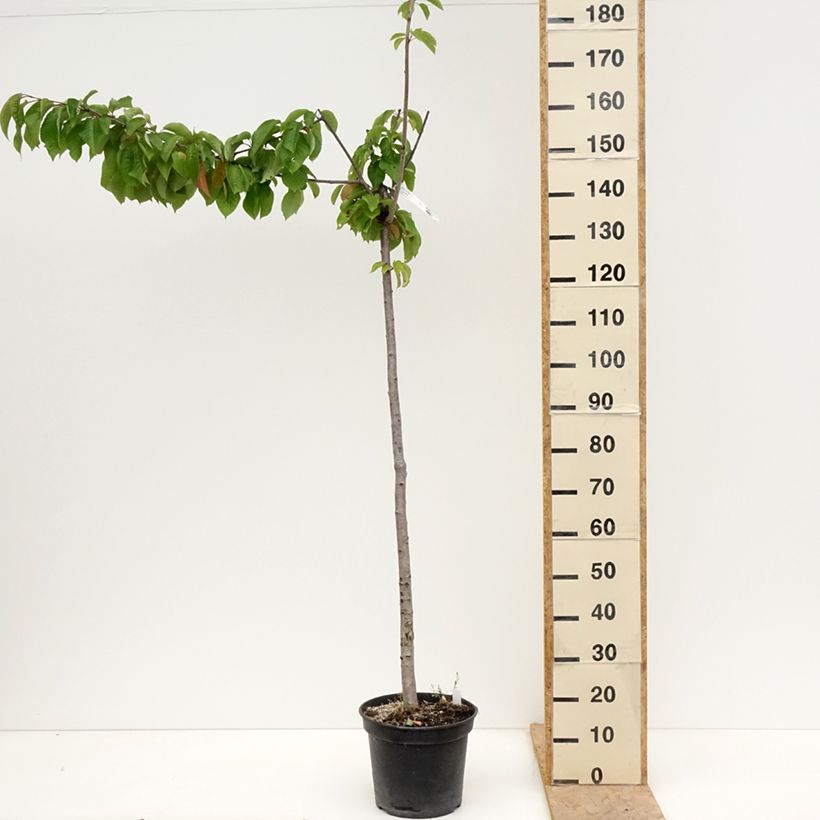 Spécimen de Cerisier bigarreau Bigalise - Georges Delbard Pot de 7,5L/10L, Demi-Tige tel que livré au printemps