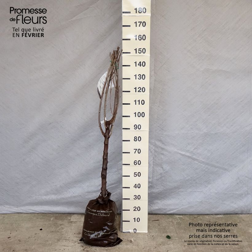 Spécimen de Cerisier Bigarreau de La Saint Jean Motte "Prêt-à-planter", Gobelet tel que livré en hiver