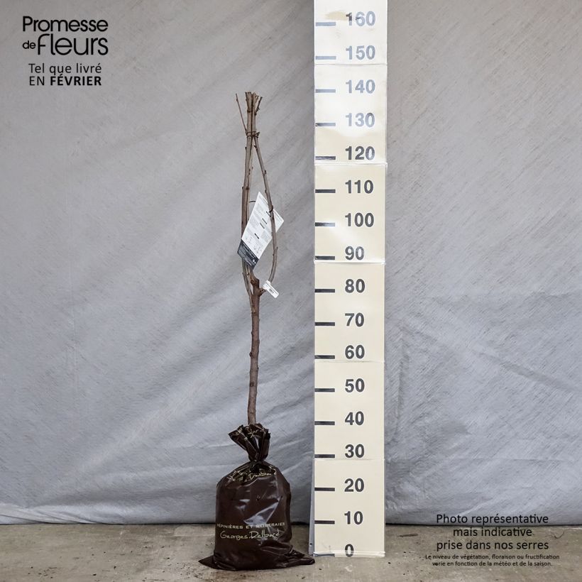 Spécimen de Cerisier Bigarreau Délice de Malicorne - Georges Delbard Motte "Prêt-à-planter", Gobelet tel que livré en hiver