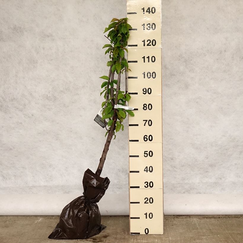 Spécimen de Cerisier Bigarreau Délice de Malicorne - Georges Delbard Motte "Prêt-à-planter", Gobelet tel que livré au printemps