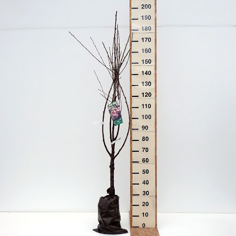 Spécimen de Cerisier Bigarreau Délice de Malicorne - Georges Delbard Motte "Prêt-à-planter", Gobelet tel que livré en automne