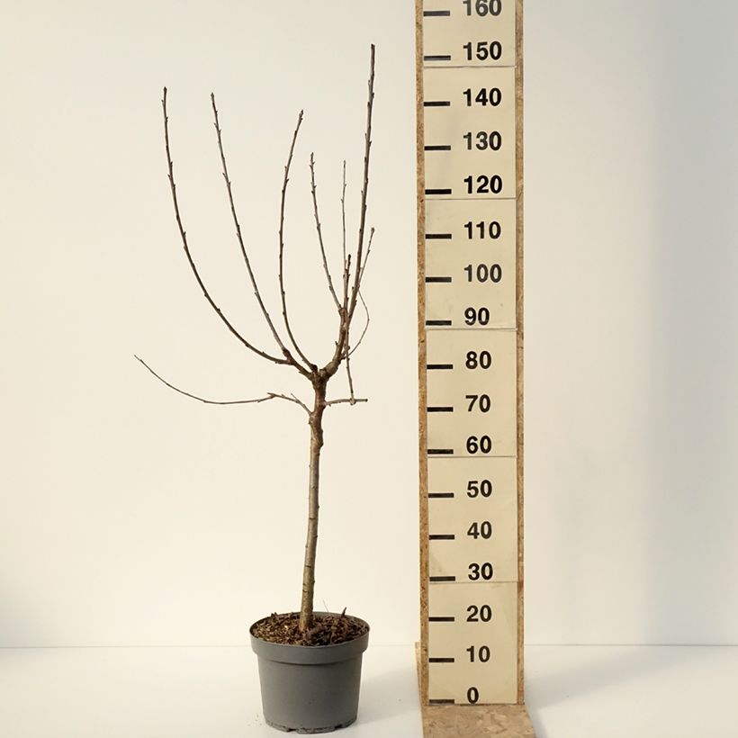 Spécimen de Cerisier Bigarreau Marmotte Pot de 7,5L/10L, Gobelet tel que livré en hiver