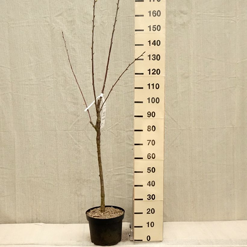 Amostra de Cerejeira Bigarreau Marmotte - Prunus cerasus Vaso de 7,5 L/10 L, Copo tal como entregue na primavera