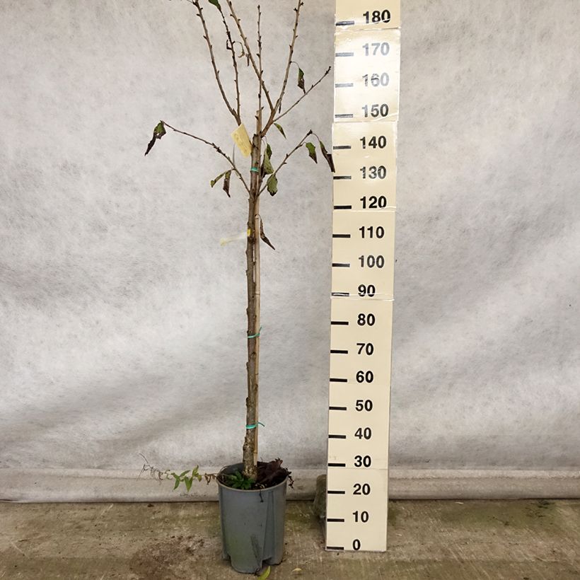 Spécimen de Cerisier Bigarreau Moreau - Prunus avium Pot de 7,5L/10L, Demi-Tige tel que livré en automne