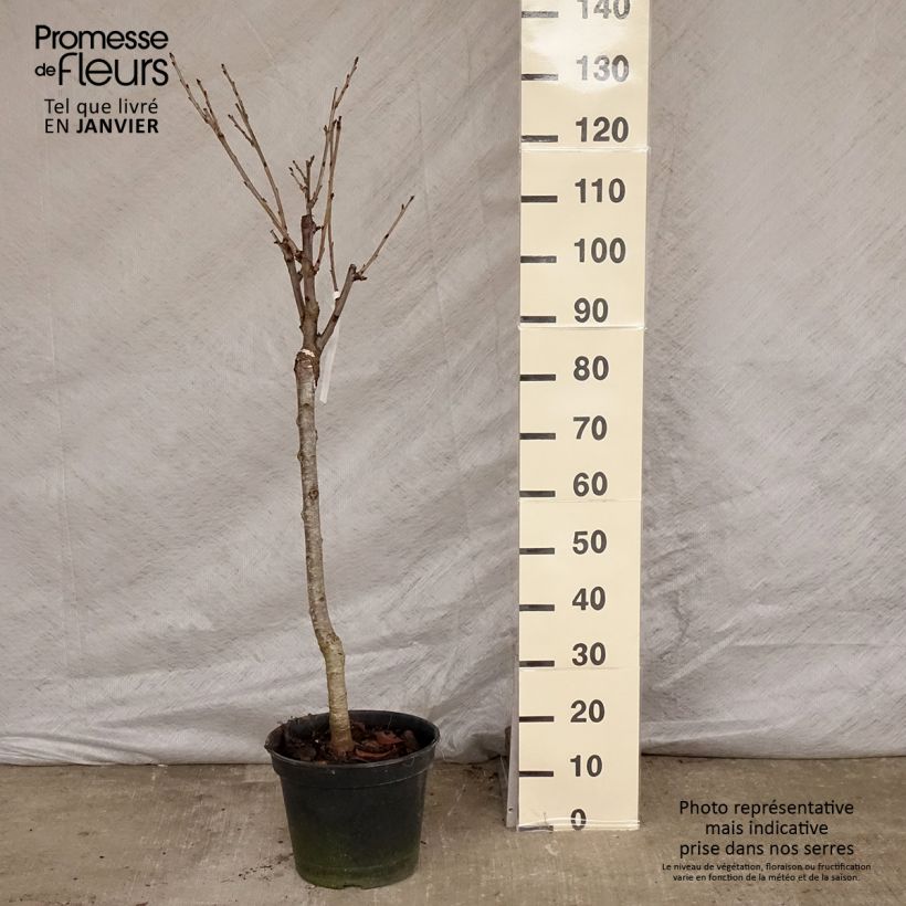 Spécimen de Cerisier Bigarreau Moreau - Prunus avium Pot de 7,5L/10L, Gobelet tel que livré en hiver