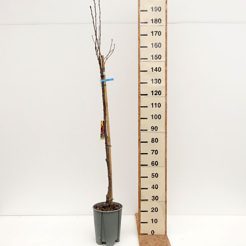 Spécimen de Cerisier Bigarreau Napoléon Pot de 7,5L/10L, Demi-Tige tel que livré en automne