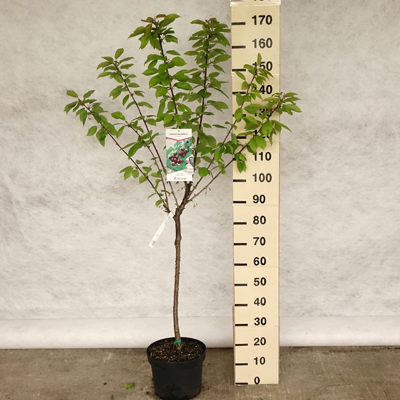 Amostra de Cerejeira Bigarreau Reverchon - Prunus avium Vaso de 7,5 L/10 L, Copo tal como entregue na primavera