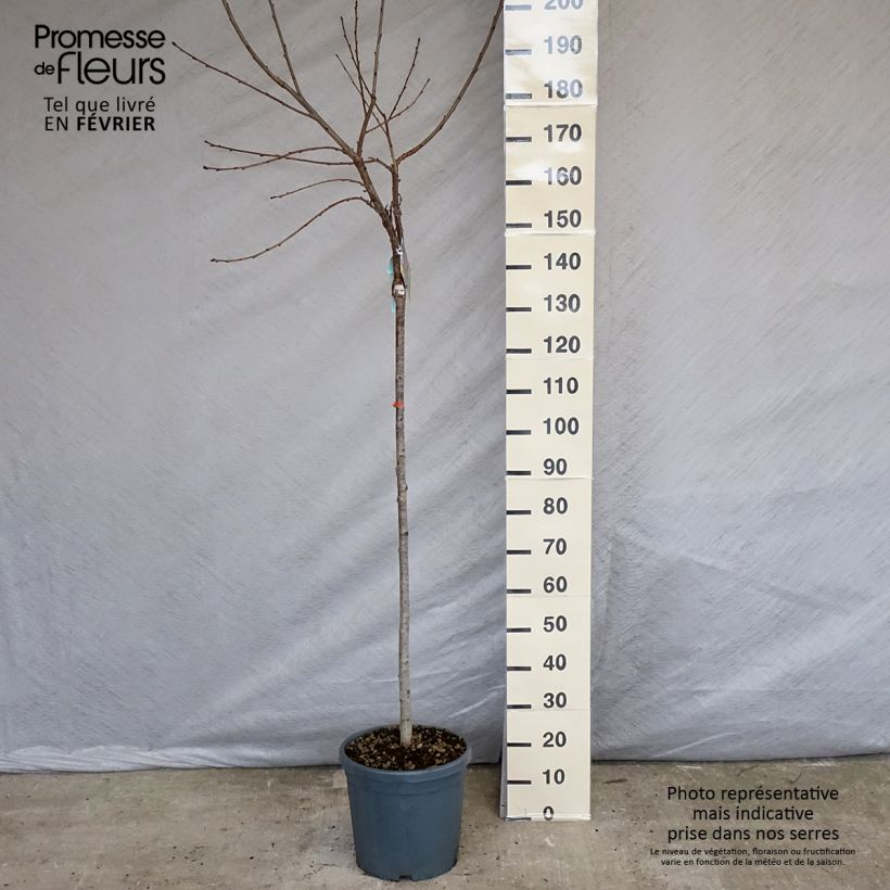 Spécimen de Cerisier Bigarreau Sunburst - Prunus cerasus Pot de 7,5L/10L, Demi-Tige tel que livré en hiver