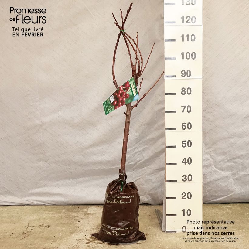 Spécimen de Cerisier Bigarreau Sunburst - Prunus cerasus Motte "Prêt-à-planter", Gobelet tel que livré en hiver