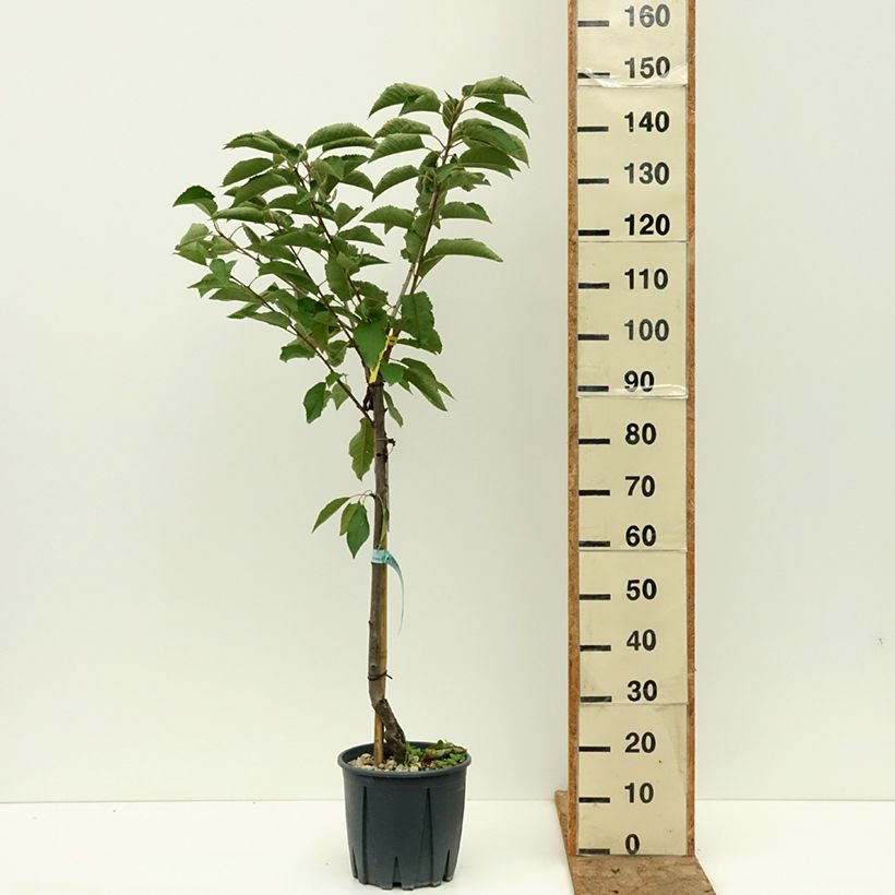 Spécimen de Cerisier Bigarreau Sweetheart Pot de 7,5L/10L, Gobelet tel que livré en été