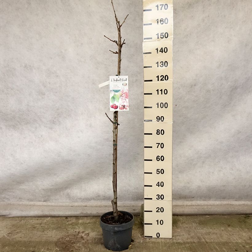 Spécimen de Cerisier colonnaire Hong Kong - Prunus cerasus Pot de 6L/7L, Colonnaire tel que livré en automne