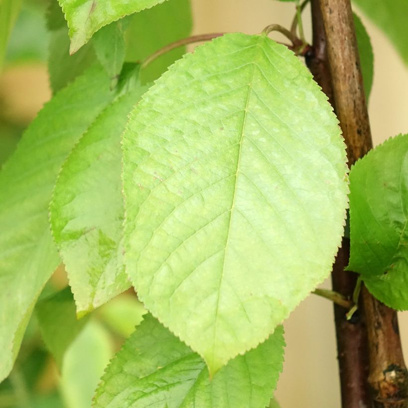Cerisier colonnaire Hong Kong - Prunus cerasus (Feuillage)