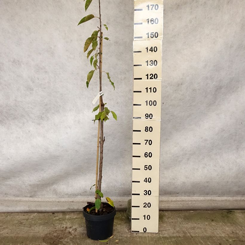 Spécimen de Cerisier colonnaire Shangai - Prunus cerasus Pot de 6L/7L, Colonnaire tel que livré en automne