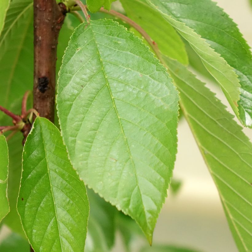 Cerisier colonnaire Shangai - Prunus cerasus (Feuillage)
