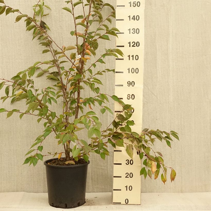 Spécimen de Cerisier du Japon - Prunus Accolade Pot de 18L/20L, 1/2 tige tel que livré en automne