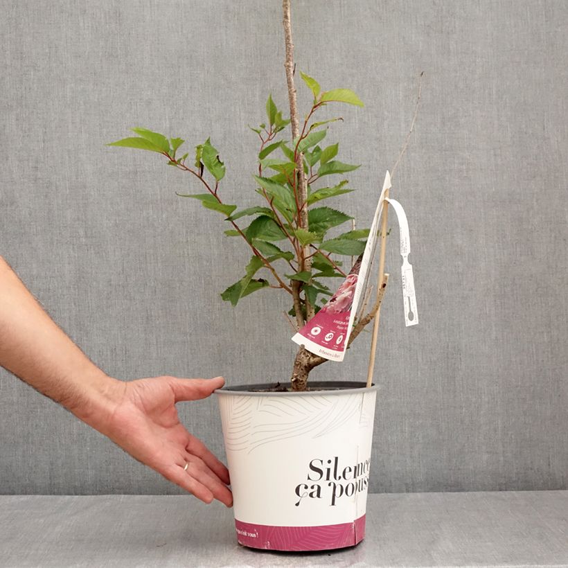 Spécimen de Cerisier du Japon - Prunus Accolade Pot de 4L/5L tel que livré en été