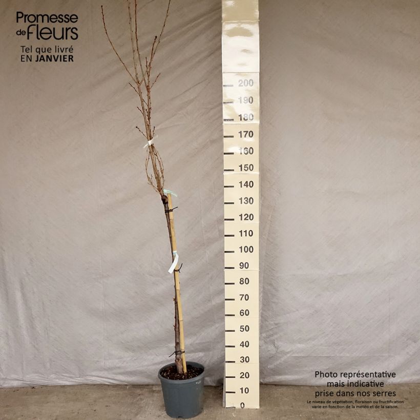 Spécimen de Cerisier à fleurs du Japon - Prunus serrulata Kanzan Pot de 7,5L/10L tel que livré en hiver