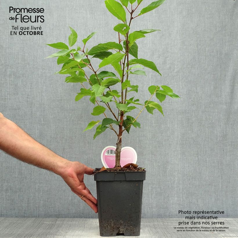 Spécimen de Cerisier à fleurs du Japon - Prunus serrulata Kanzan Pot de 4L/5L, Touffe tel que livré en automne