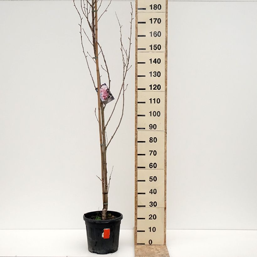 Spécimen de Cerisier du Japon - Prunus serrulata Royal Burgundy Pot de 12L/15L tel que livré en hiver