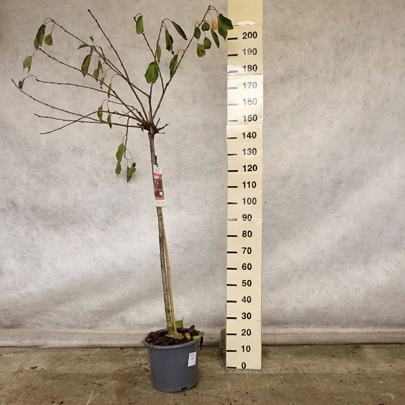 Spécimen de Cerisier Early Rivers Pot de 7,5L/10L, Demi-Tige tel que livré en automne