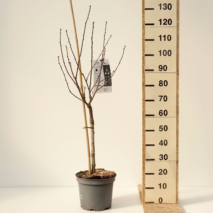 Spécimen de Cerisier Griottier Griotte de Montmorency Pot de 7,5L/10L, Gobelet tel que livré en hiver