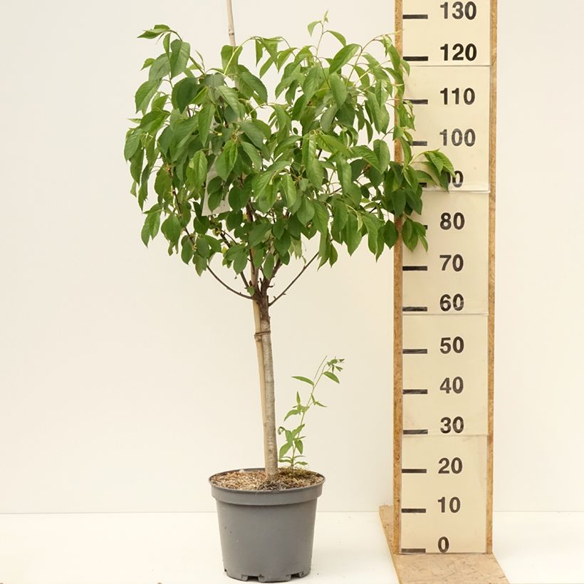 Exemplaar van Zure kers Montmorency Pot van 7,5 l/10 l, Kelkvormig zoals geleverd in de lente