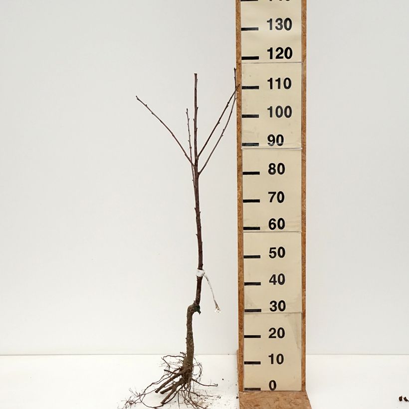 Spécimen de Cerisier griottier Guindoux des Charentes Bio Racines nues tel que livré en hiver