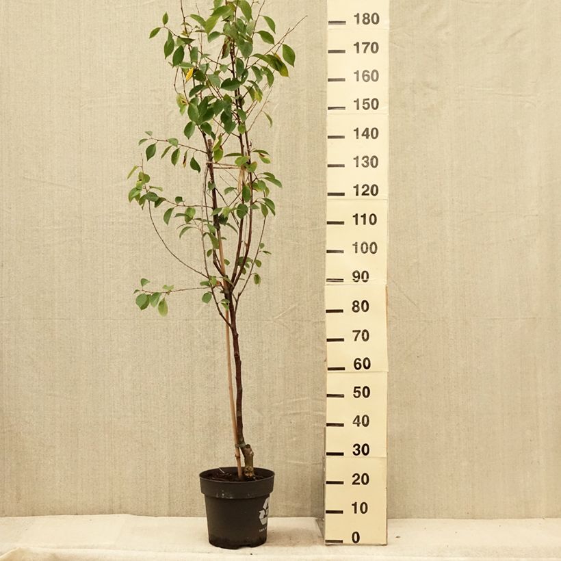 Spécimen de Cerisier Griottier Kelleriis 16 ou Morellenfeuer Bio Pot de 4L/5L, 1/4 de tige tel que livré en été