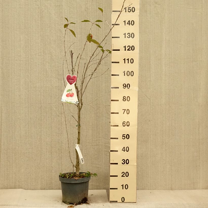 Spécimen de Cerisier Kelleriis 16 - Prunus cerasus Pot de 7,5L/10L, Gobelet tel que livré en automne