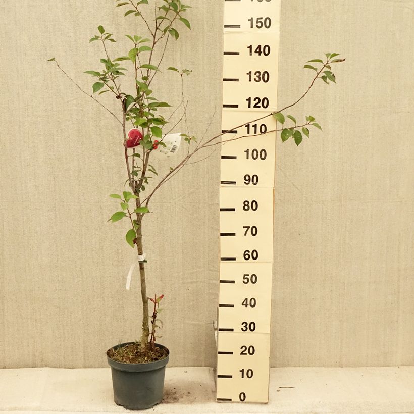 Spécimen de Cerisier Kelleriis 16 - Prunus cerasus Pot de 7,5L/10L, Gobelet tel que livré en été