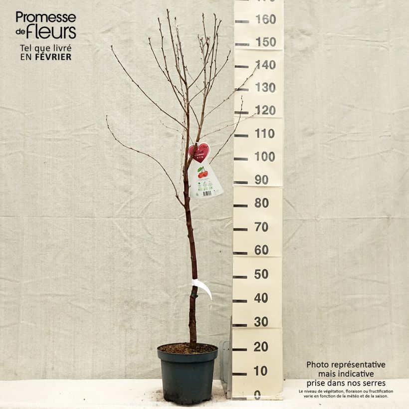 Spécimen de Cerisier Kelleriis 16 - Prunus cerasus Pot de 7,5L/10L, Gobelet tel que livré en hiver