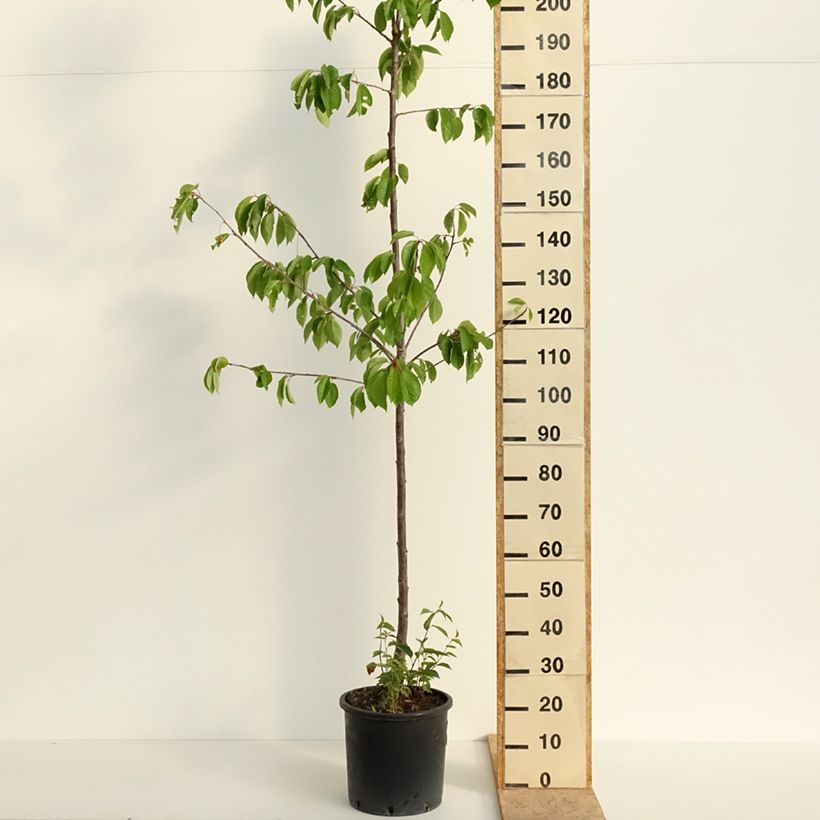 Spécimen de Cerisier Kordia - Prunus avium Pot de 20L/25L, Demi-Tige tel que livré au printemps