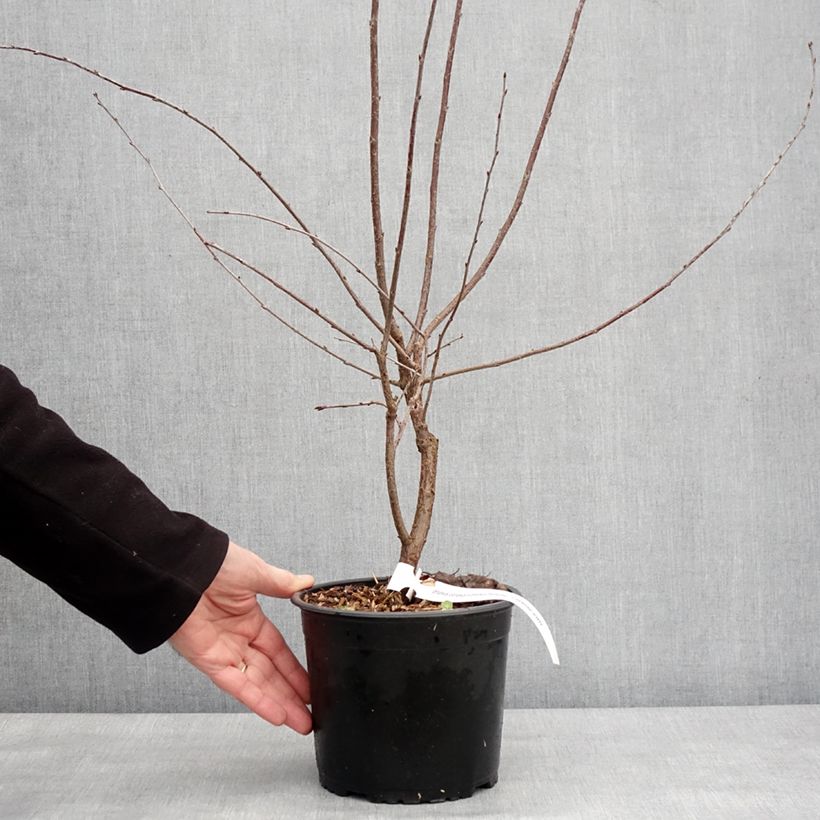 Spécimen de Cerisier nain Carmine Jewel - Griottier Pot de 2L/3L tel que livré en hiver