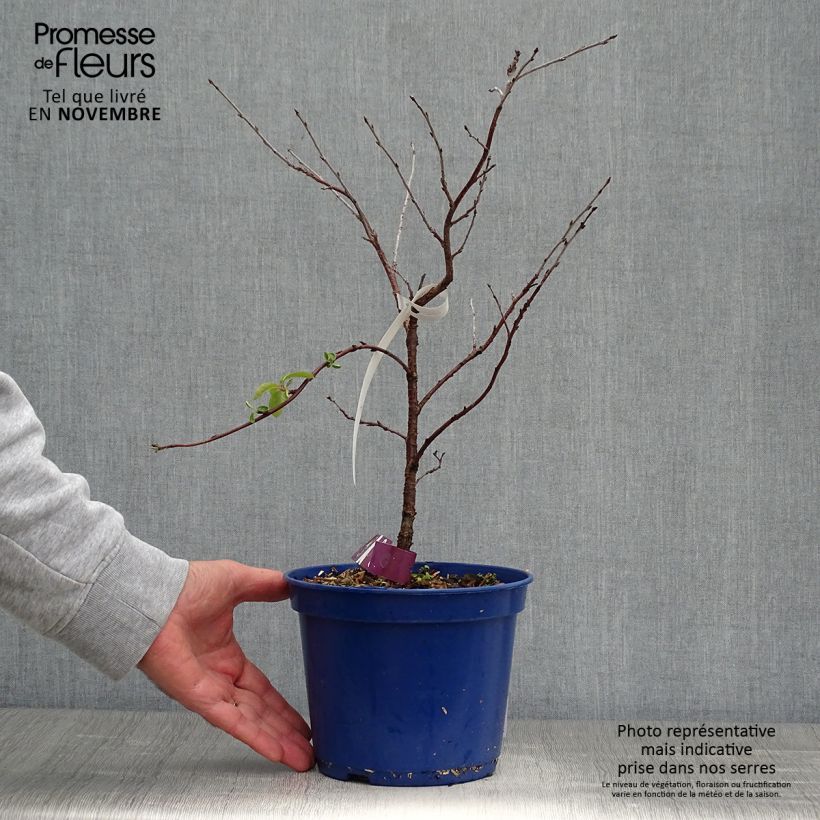 Spécimen de Cerisier nain Cherry Baby Pot de 2L/3L, Touffe tel que livré en automne