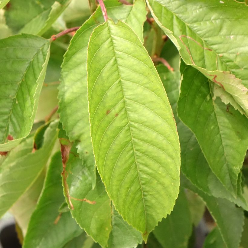 Cerisier nain Fruit Me Cherry Me Burlat (Feuillage)