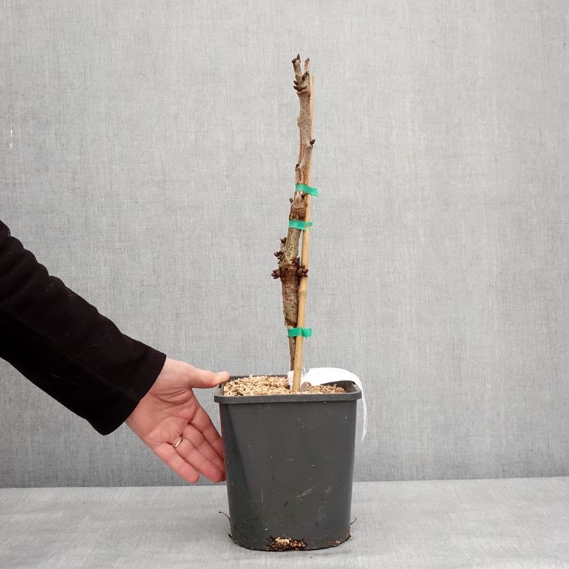 Spécimen de Cerisier nain Fruit me Cherry Me Lapins Pot de 4L/5L, Nain tel que livré en hiver